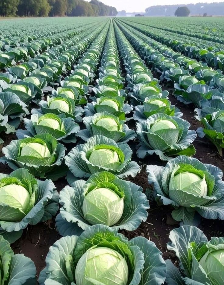 Fresh Premium Green Cabbages