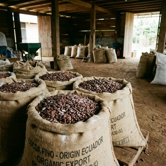 Raw Cocoa Beans